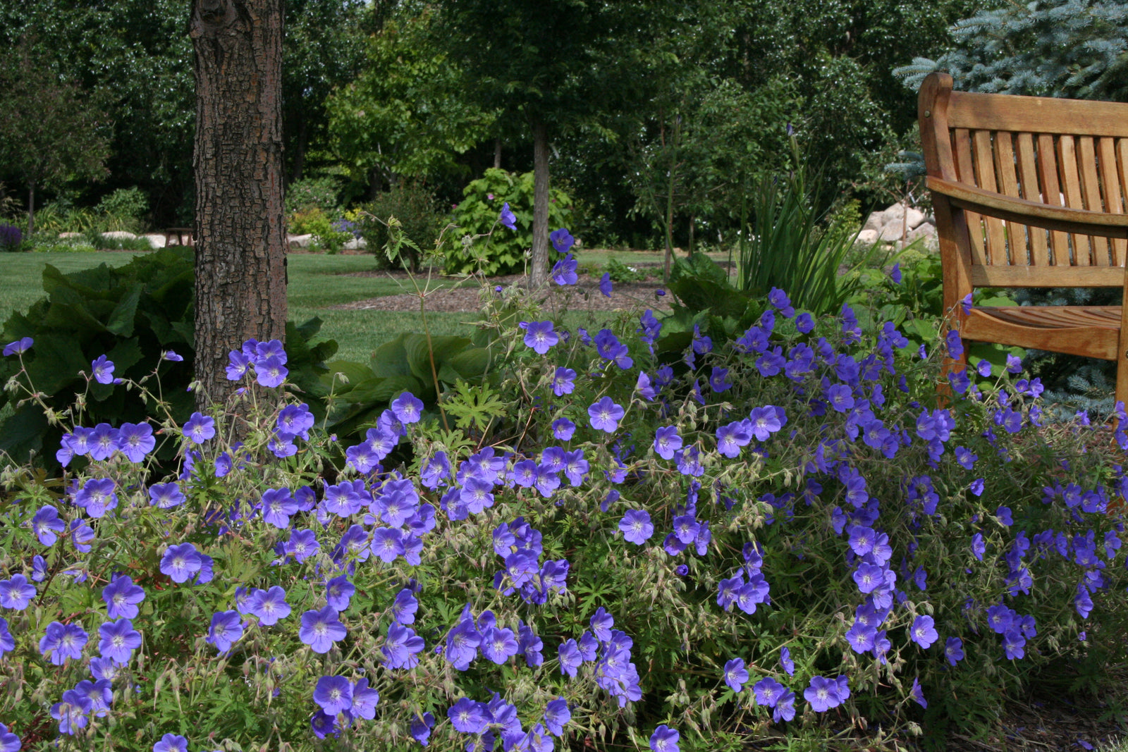 Geranium 'Johnson's Blue' (cranesbill), mass of flowers and foliage.