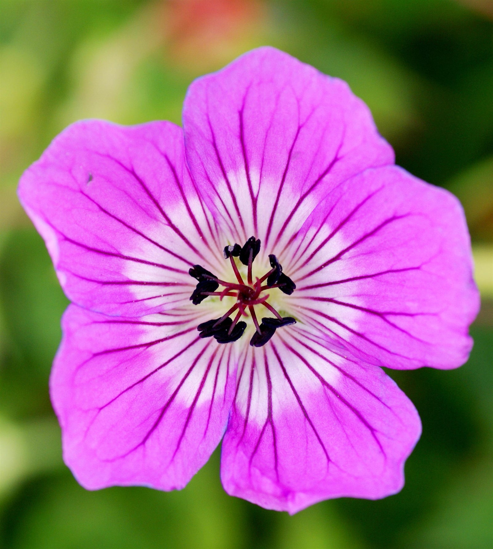 Geranium 'Kelly-Anne' (cranesbill), close-up of flower.