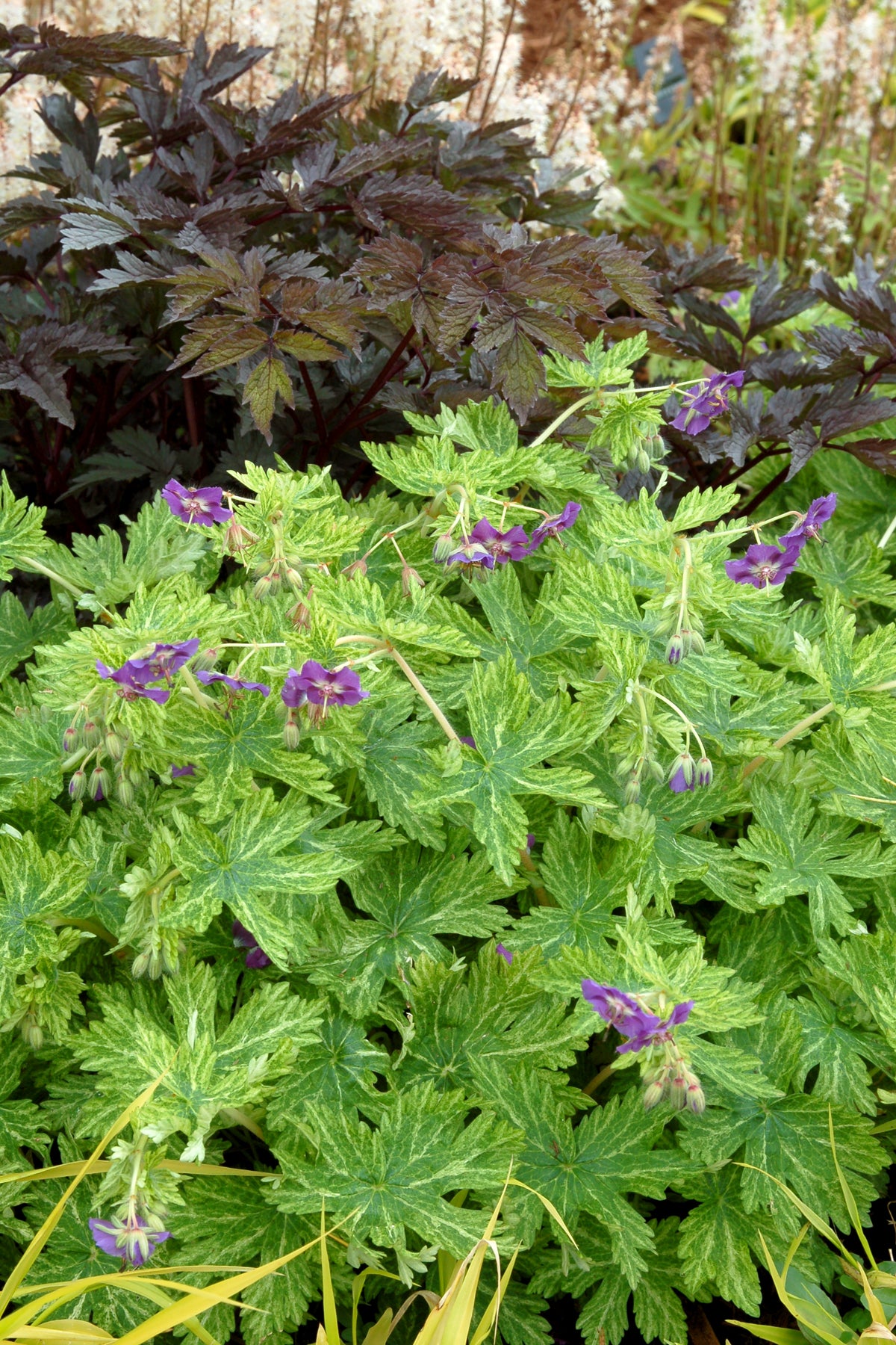 Geranium phaeum 'Margaret Wilson' (dusky cranesbill), flowers and foliage.