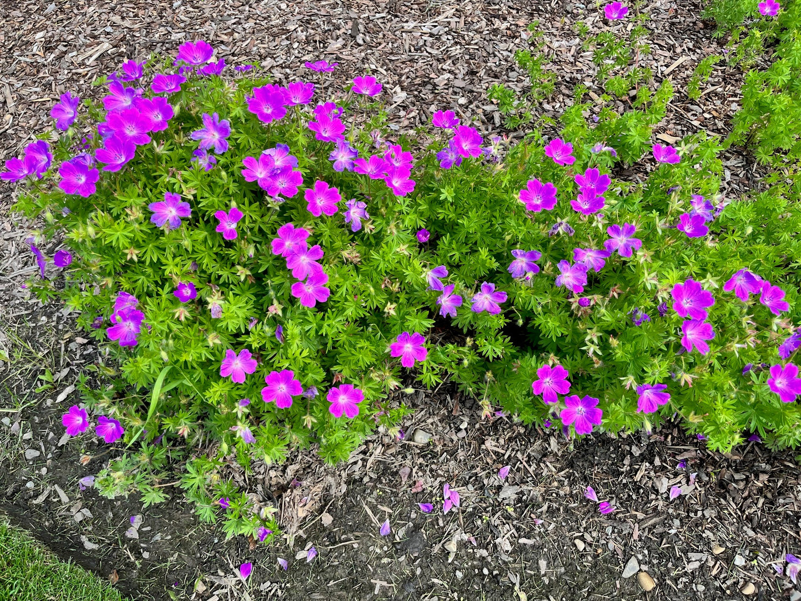 Geranium sanguineum 'Max Frei' (dwarf bloody cranesbill), entire plants in bloom.