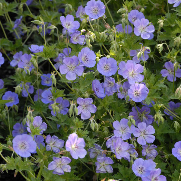 Geranium 'Rozanne' (cranesbill), mass of flowers.