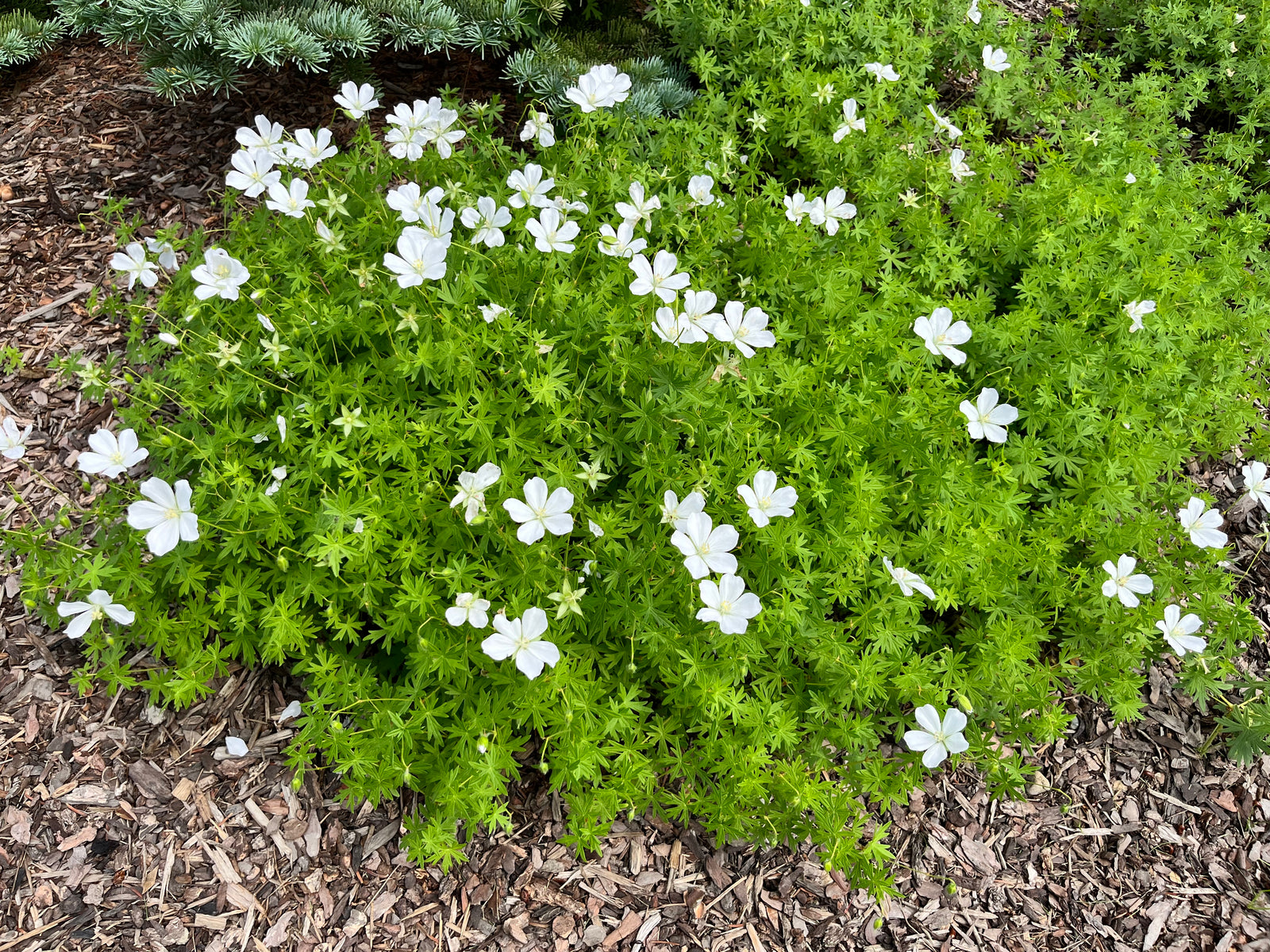 Geranium sanguineum 'Album' (white bloody cranesbill), entire plant in bloom.