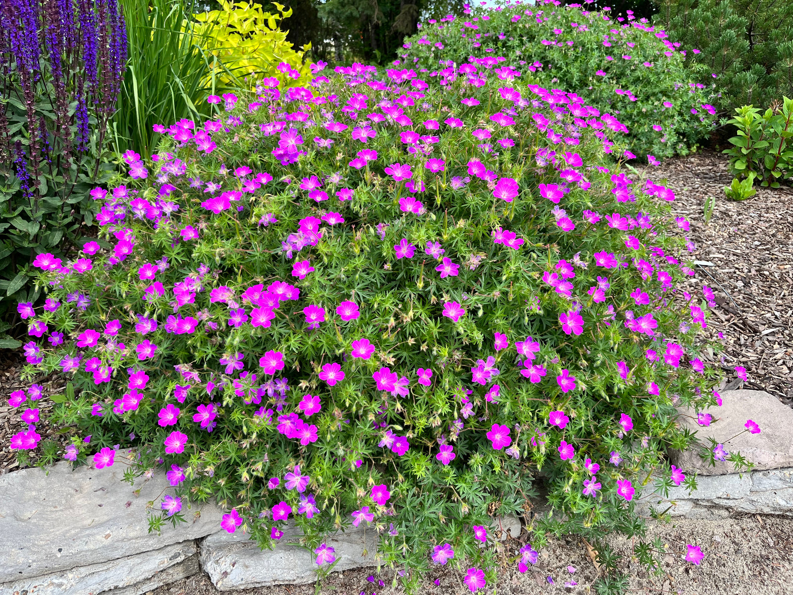 Geranium sanguineum (bloody cranesbill), entire plant in bloom.