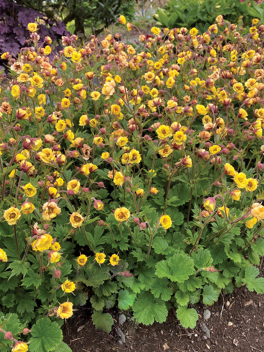 Geum TEMPO Yellow (avens), mass of flowers.