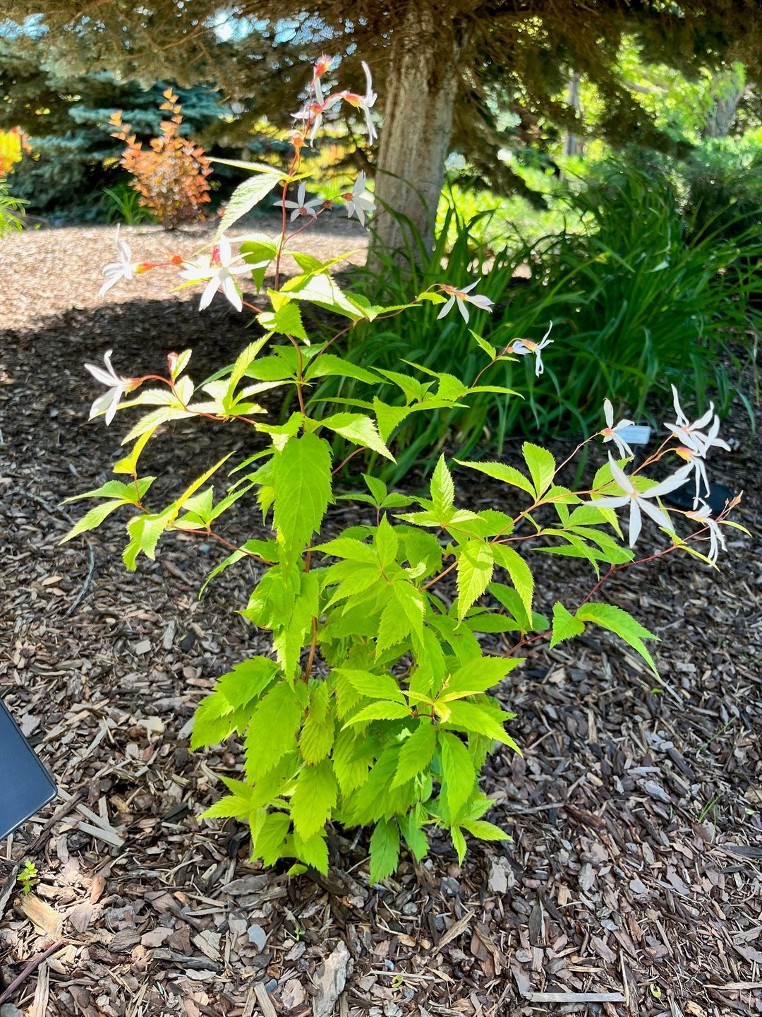 Bowman's Root – Greenland Garden Centre