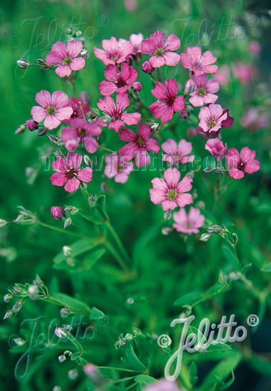 Gypsophila repens 'Filou Rose' (creeping baby's breath), close-up of flowers.