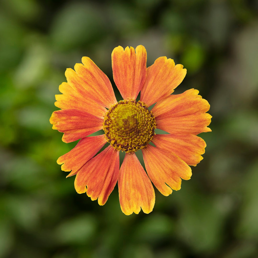 Helen's Flower 'HayDay Red'