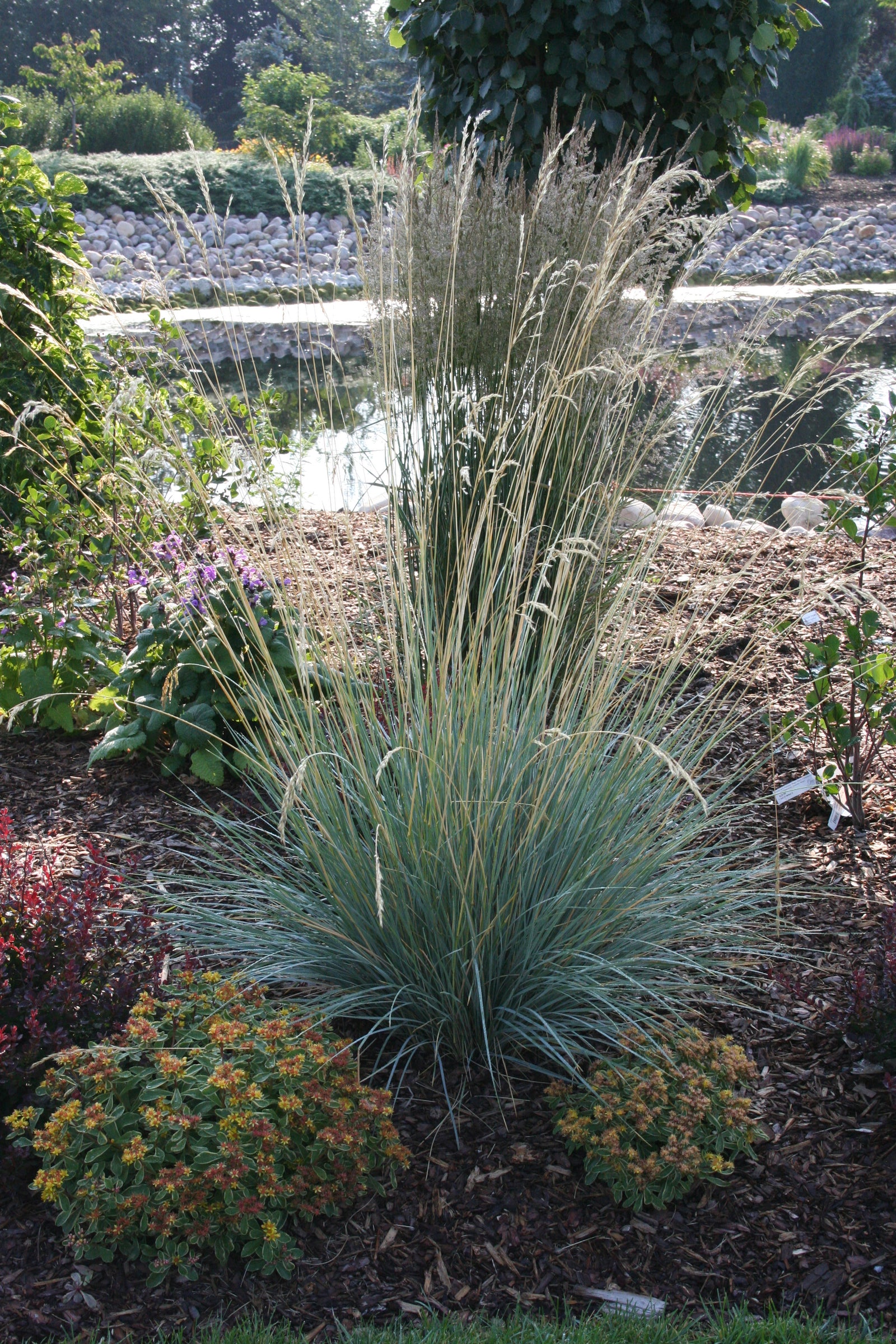 Helictotrichon sempervirens (blue oat grass), entire plant in bloom.