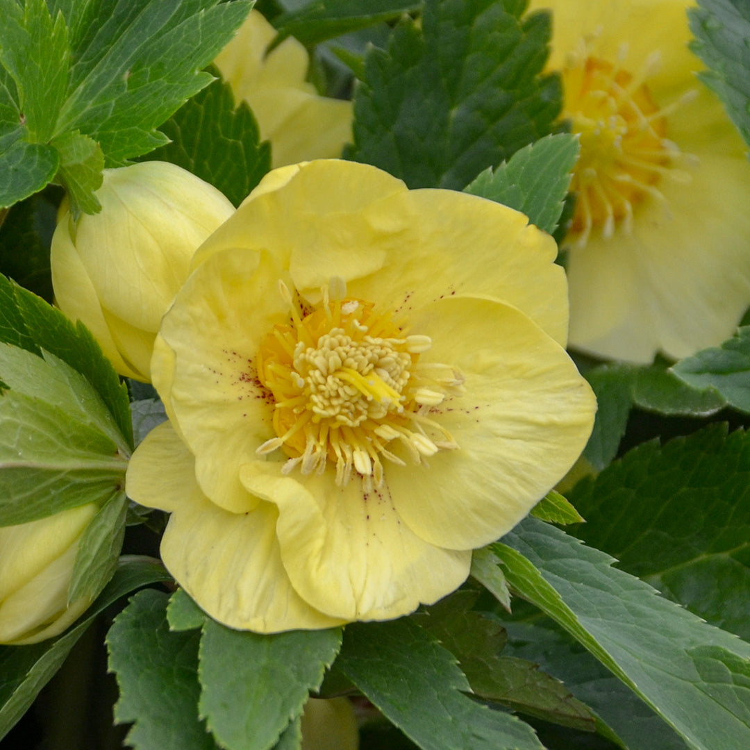 Hellebore 'California Dreaming'