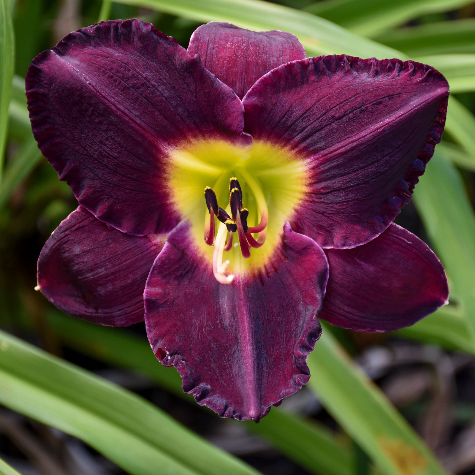 Hemerocallis 'Bela Lugosi' (daylily), close-up of flower.