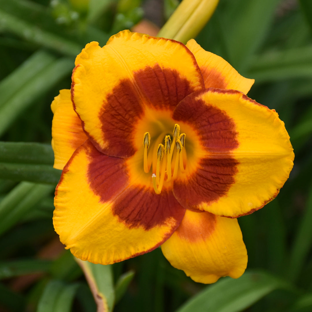 Daylily 'Fooled Me'