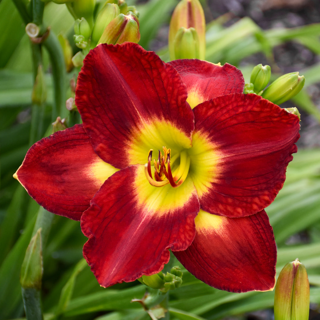 Daylily 'Passion for Red'