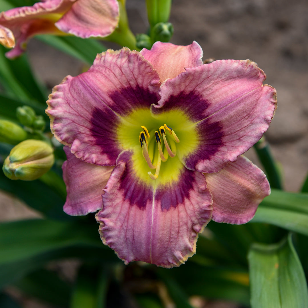 Daylily 'Always Afternoon'