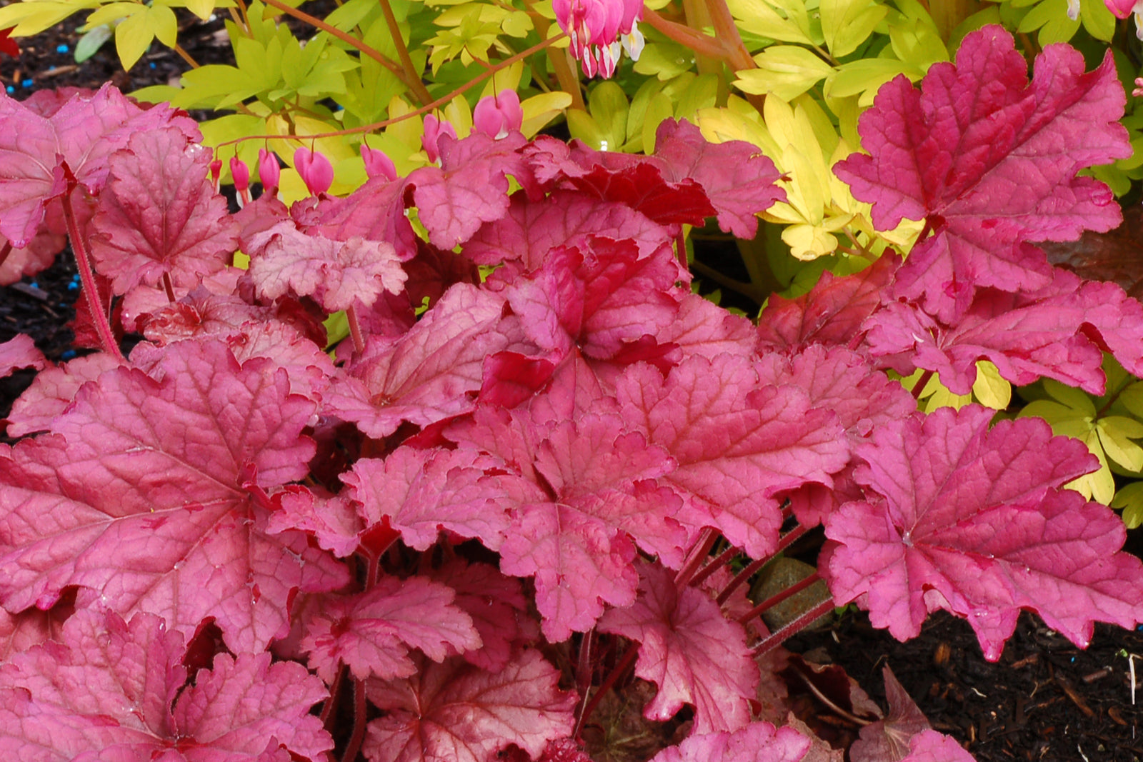 Heuchera 'Berry Smoothie' (coralbells), foliage.