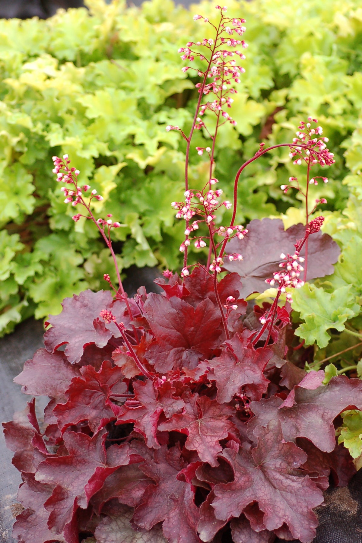 Heuchera 'Fire Chief' (coralbells), entire plant.