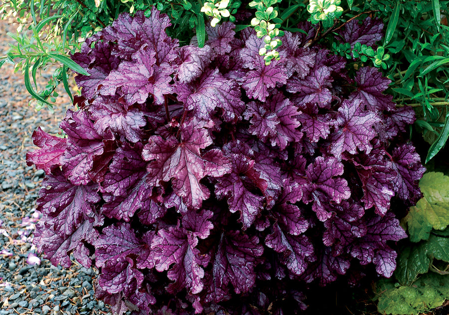 Heuchera FOREVER Purple (coralbells), entire plant.