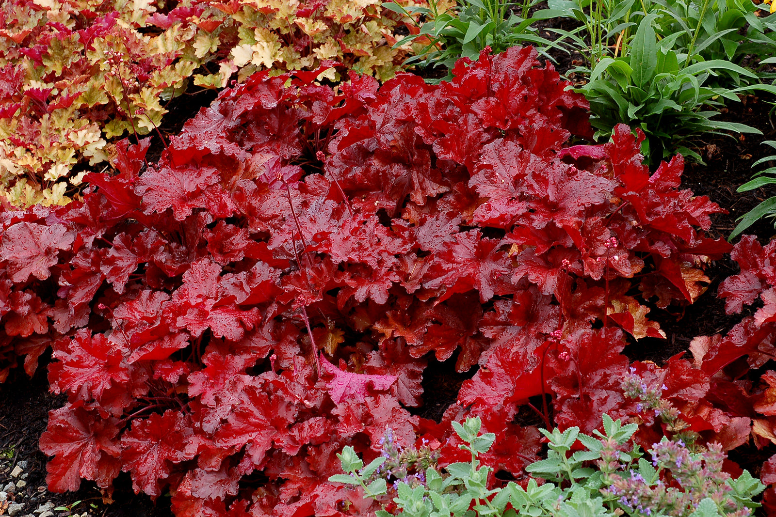 Heuchera FOREVER Red (coralbells), entire plant.