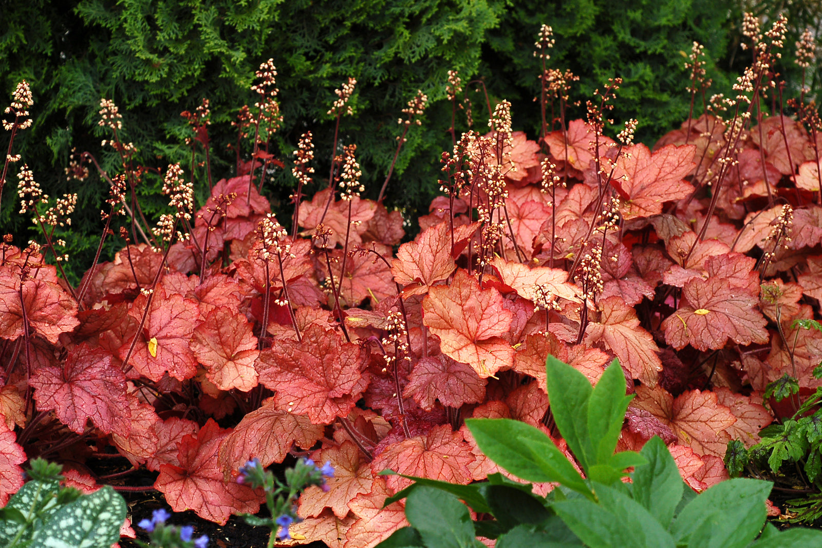 Heuchera 'Georgia Peach' (coneflower), flowers and foliage.