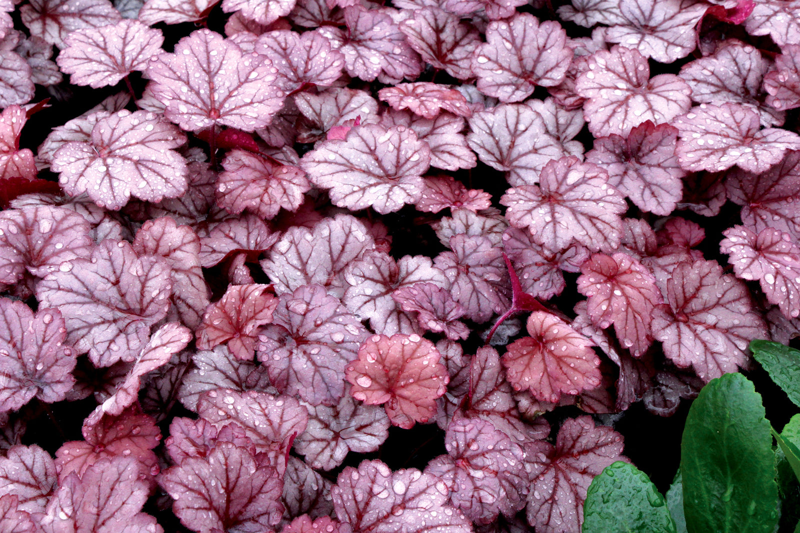 Heuchera 'Georgia Plum' (coralbells), close-up of foliage.