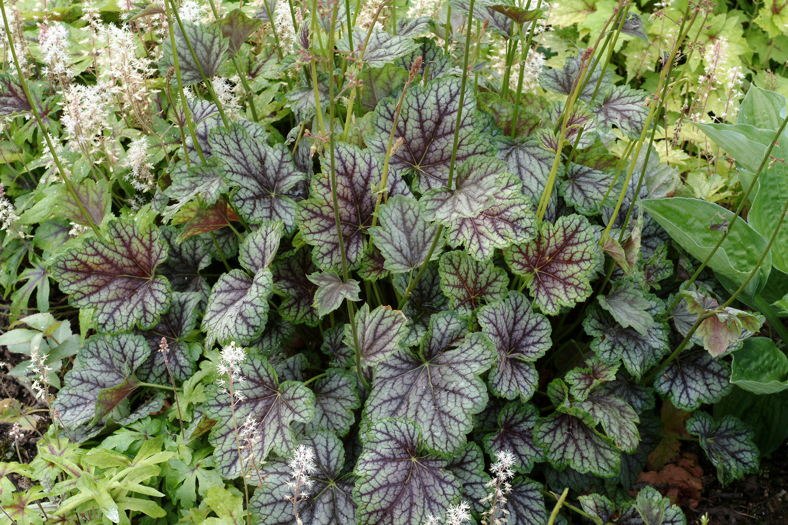 Heuchera 'Green Spice' (coralbells), close-up of foiliage.