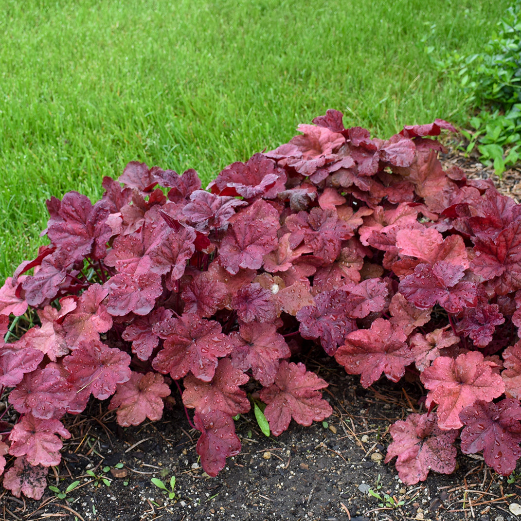Heuchera 'Lava Lamp' (coralbells), grouping of plants.
