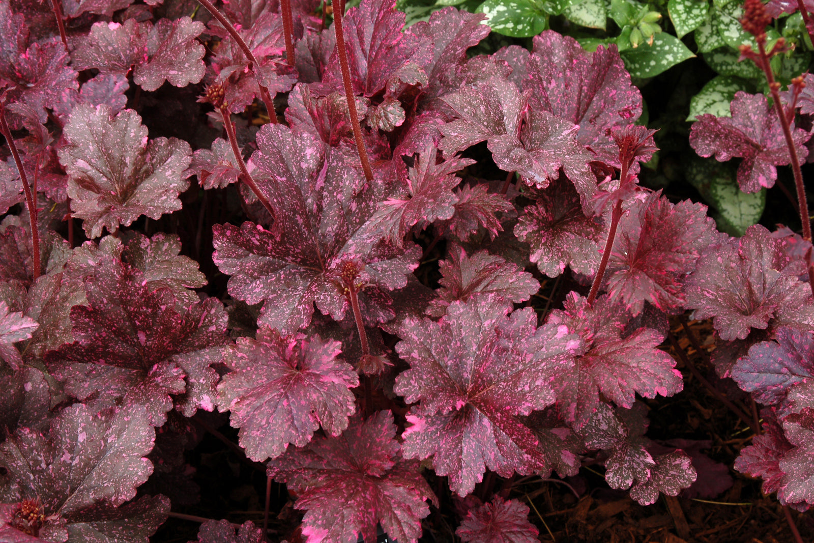 Heuchera 'Midnight Rose' (coralbells), close-up of foliage.