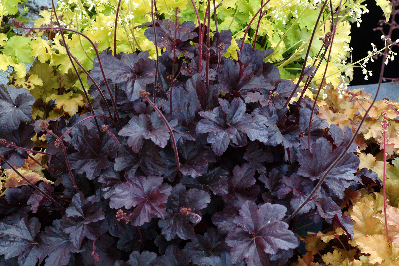 Heuchera 'Obsidian' (coralbells), entire plant.