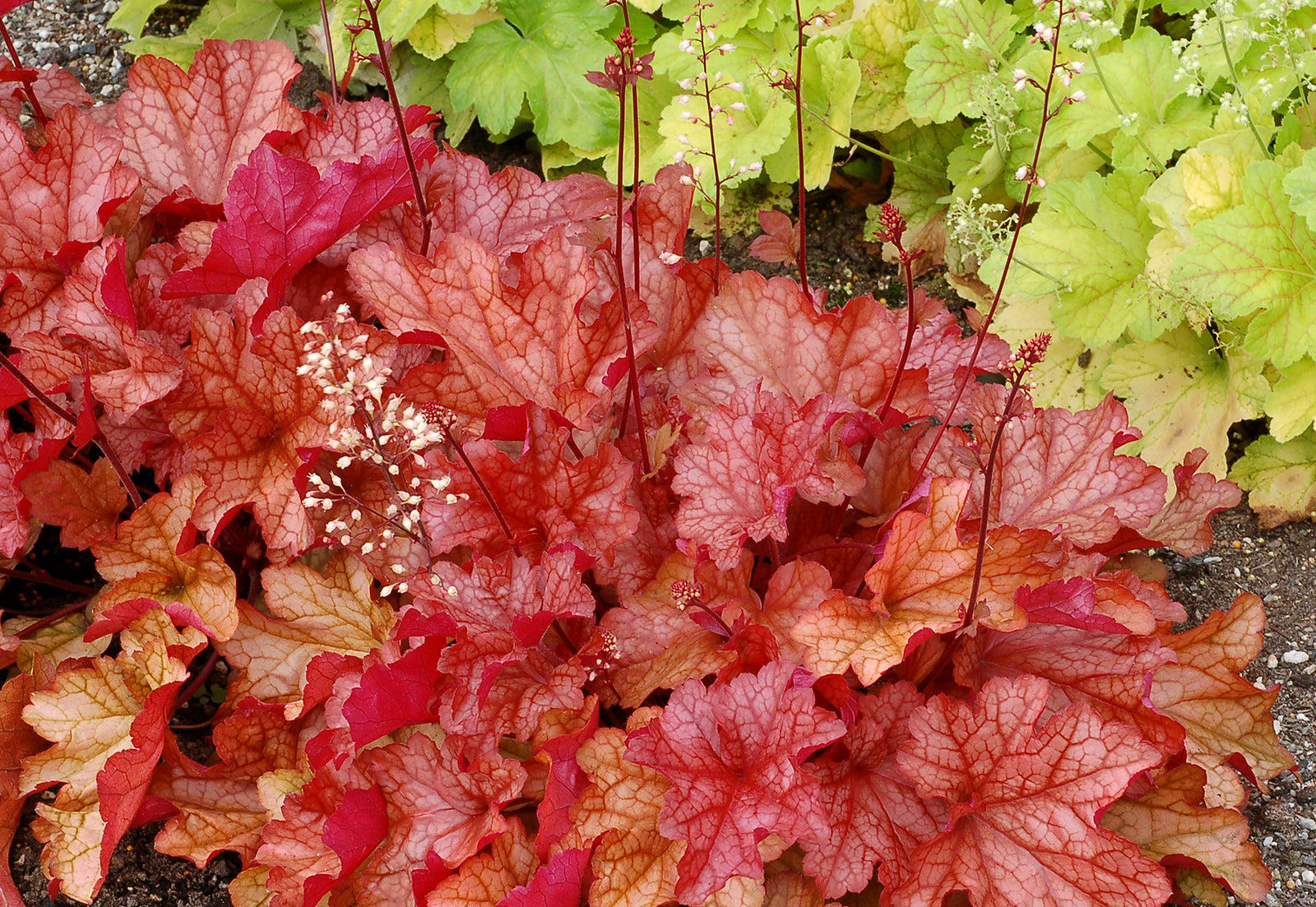Heuchera 'Paprika' (coralbells), close-up of foiliage.