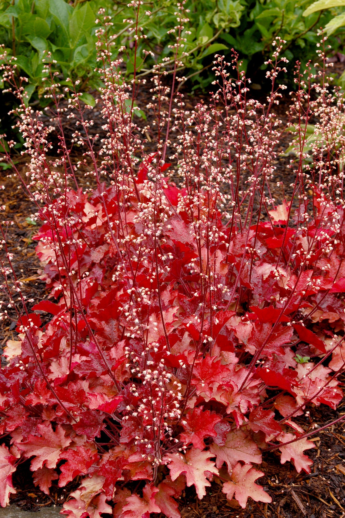 Heuchera 'Peach Flambe' (coralbells), entire plant.
