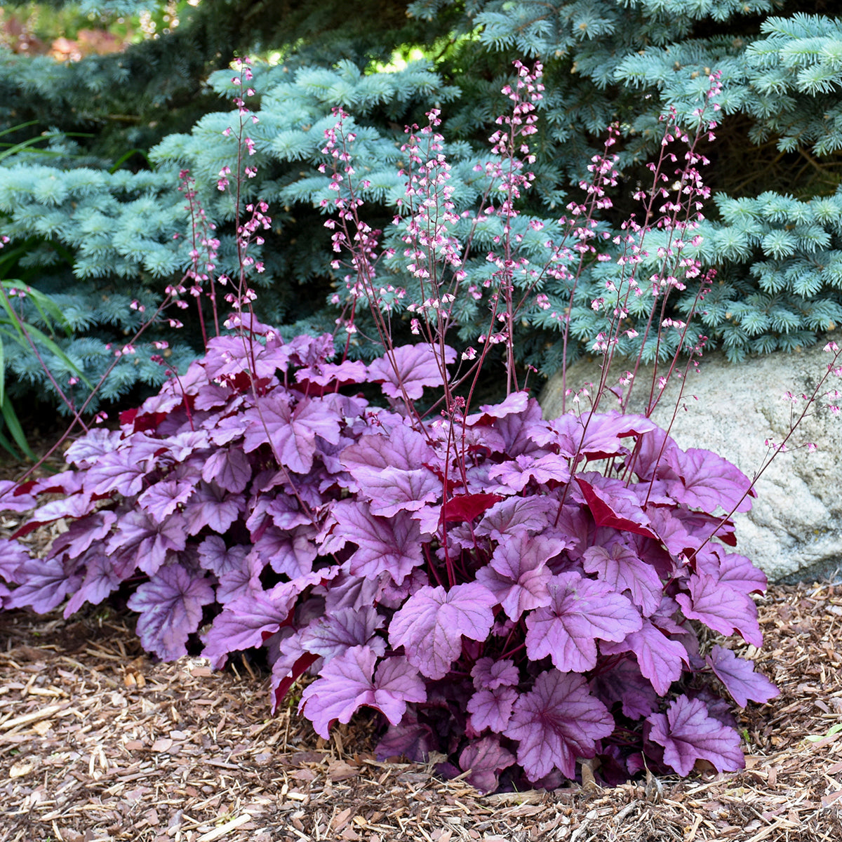 Heuchera 'Pink Panther' (coralbells), entire plant.