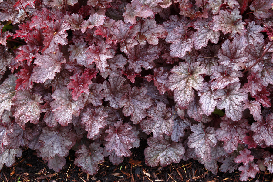 Heuchera 'Plum Pudding' (coralbells), close-up of foliage.