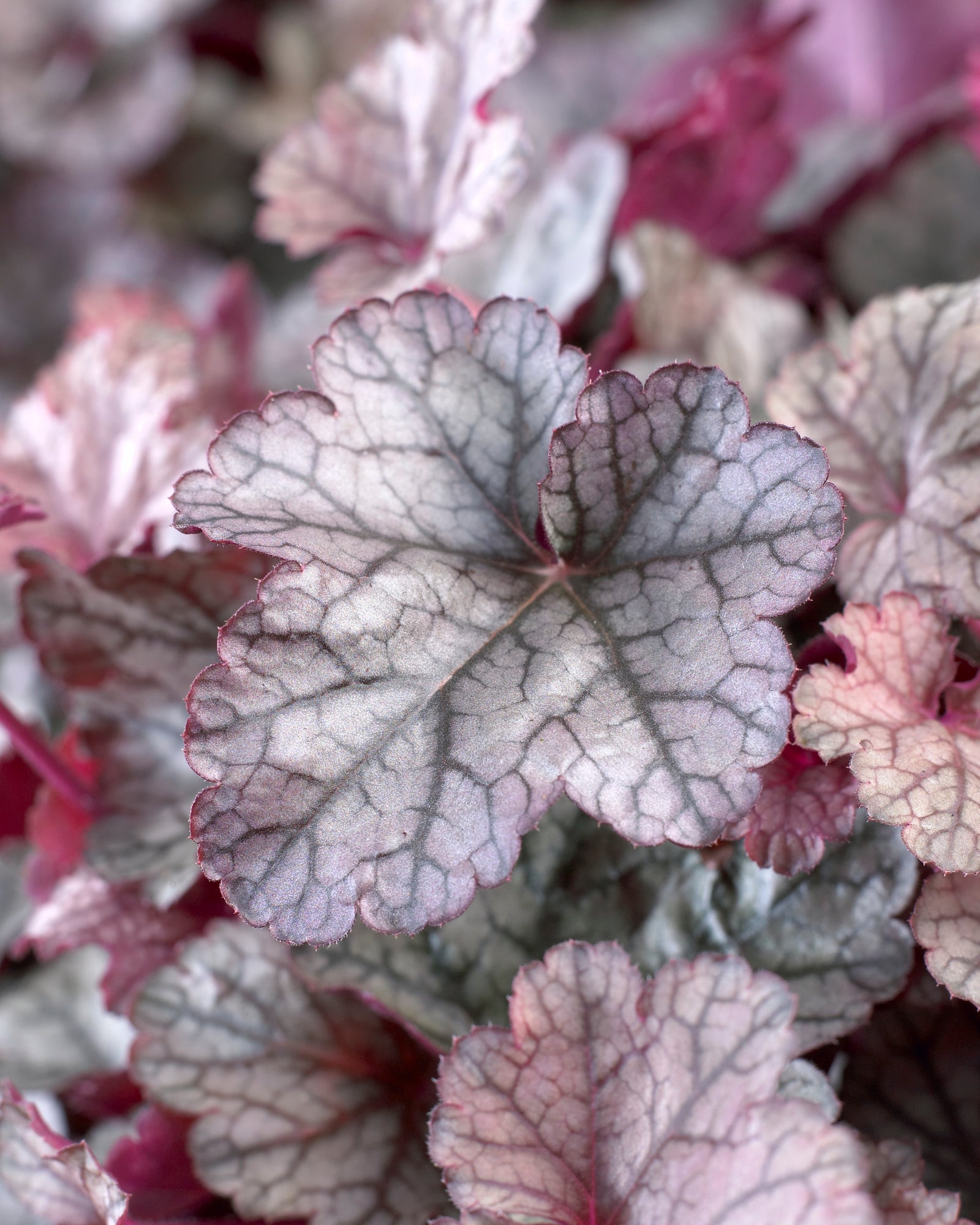 Heuchera 'Silver Scrolls' (coralbells), close-up of foliage.