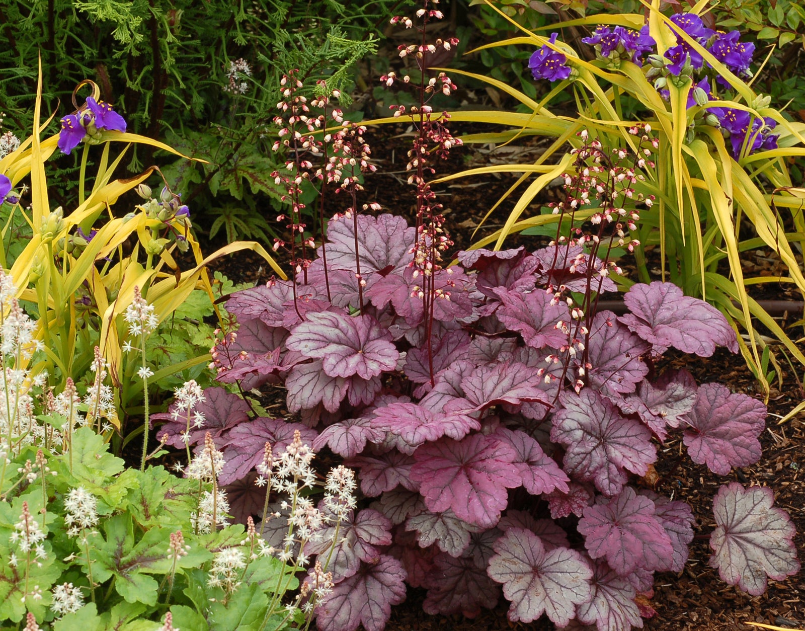 Heuchera 'Sugar Plum' (coralbells), entire plant.