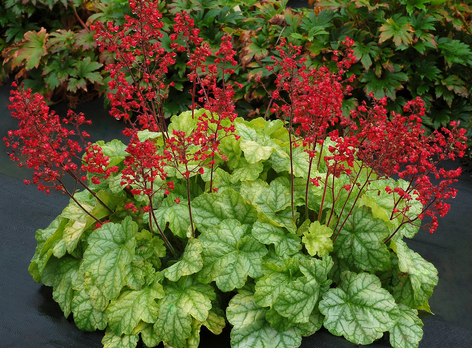 Heuchera 'Tokyo' (coralbells), entire plant.