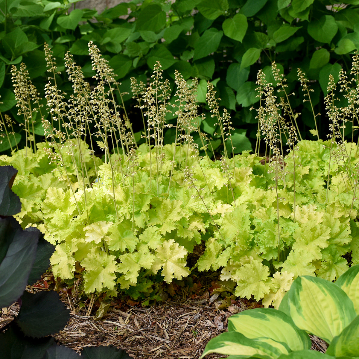 Heuchera 'Twist of Lime' (coralbells), grouping of plants.