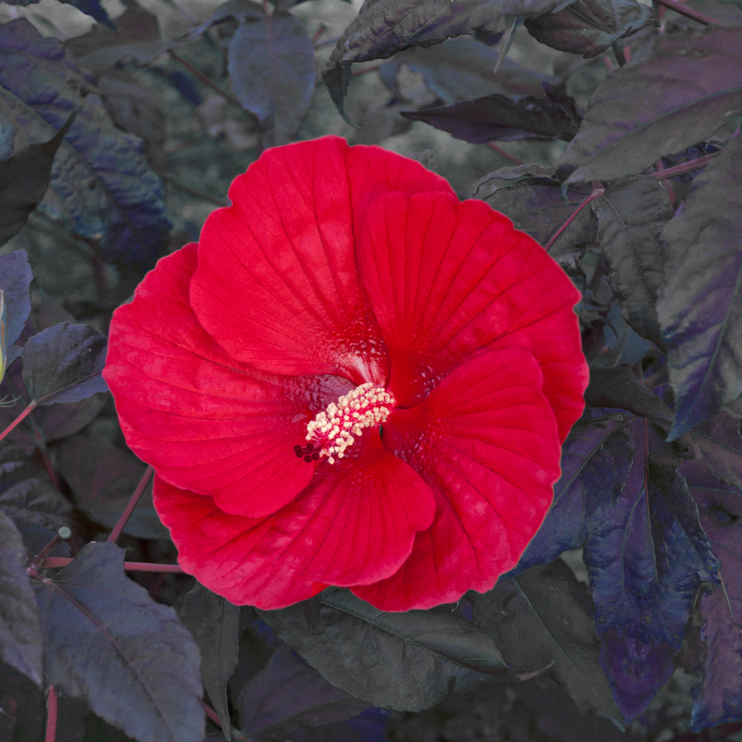 Rose Mallow 'Midnight Marvel'