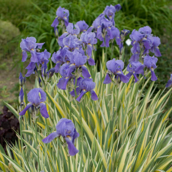Iris 'Aureo Variegata'