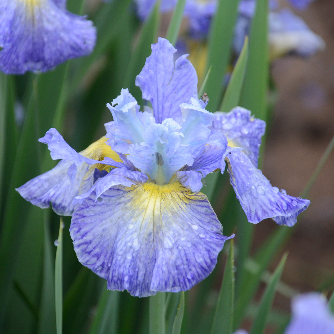 Iris, Siberian 'Cape Cod Boys'