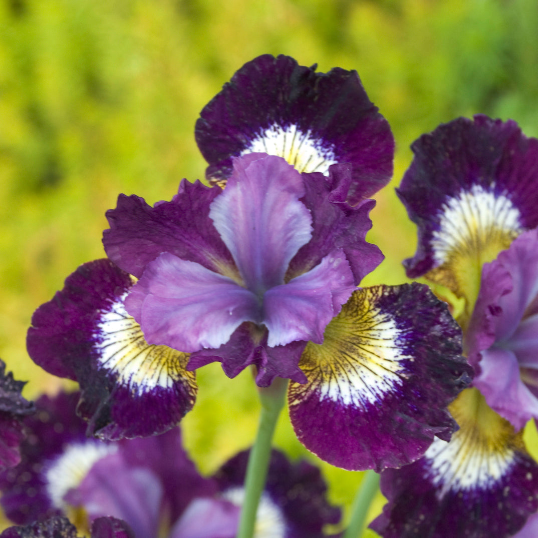 Iris, Siberian 'Jewelled Crown'