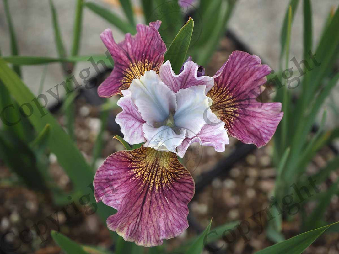 Iris, Siberian 'Painted Woman'