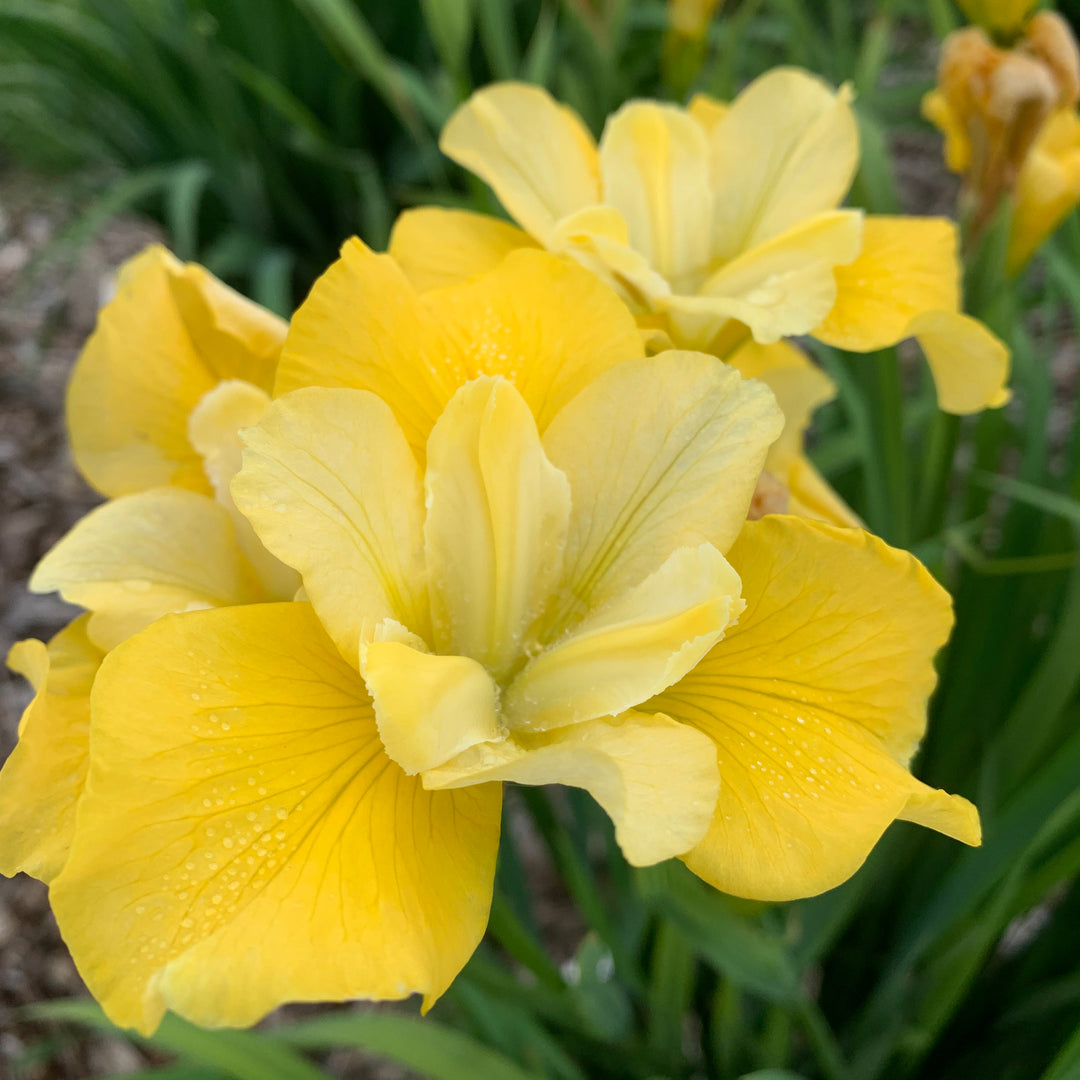 Iris, Siberian 'Sunfisher'