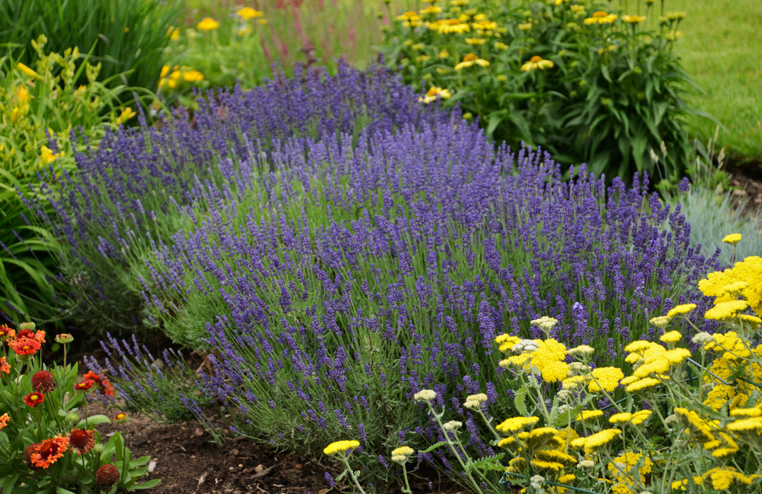 Lavender, English 'Hidcote Blue'