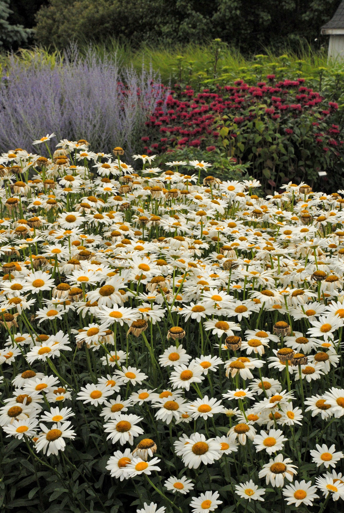 Leucanthemum x superbum 'Becky' (shasta daisy), mass of flowers.