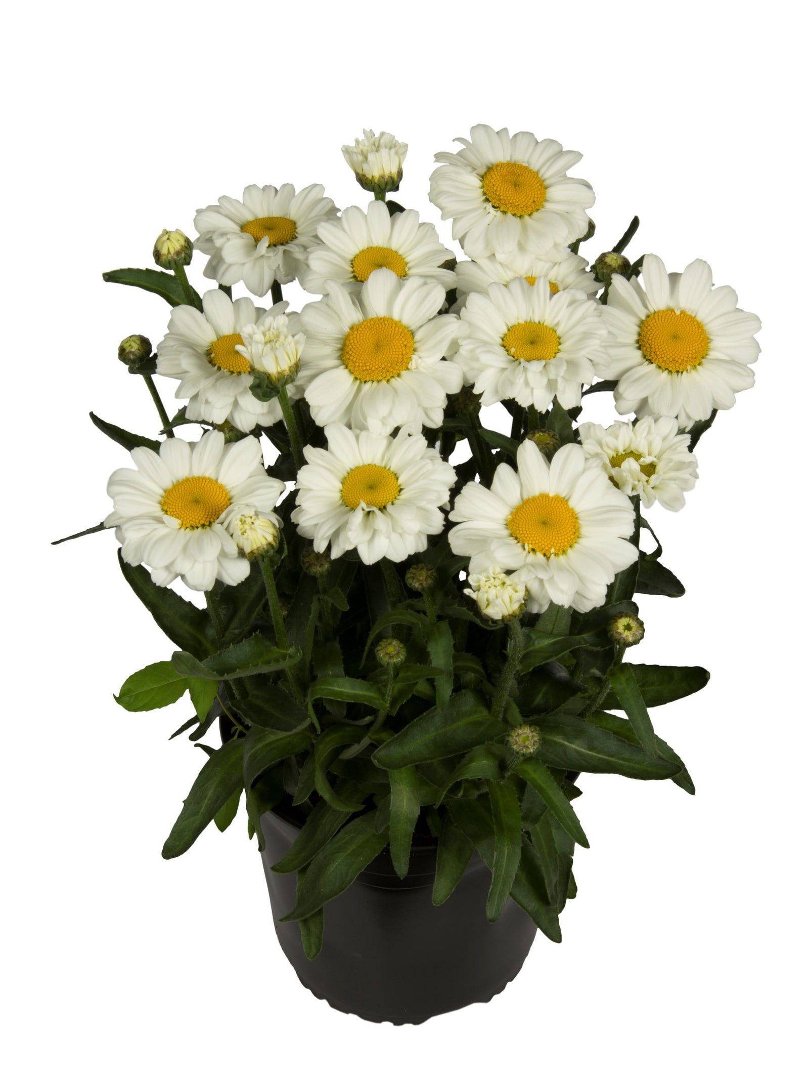 Leucanthemum x superbum 'Jane' (shasta daisy), entire plant in bloom.