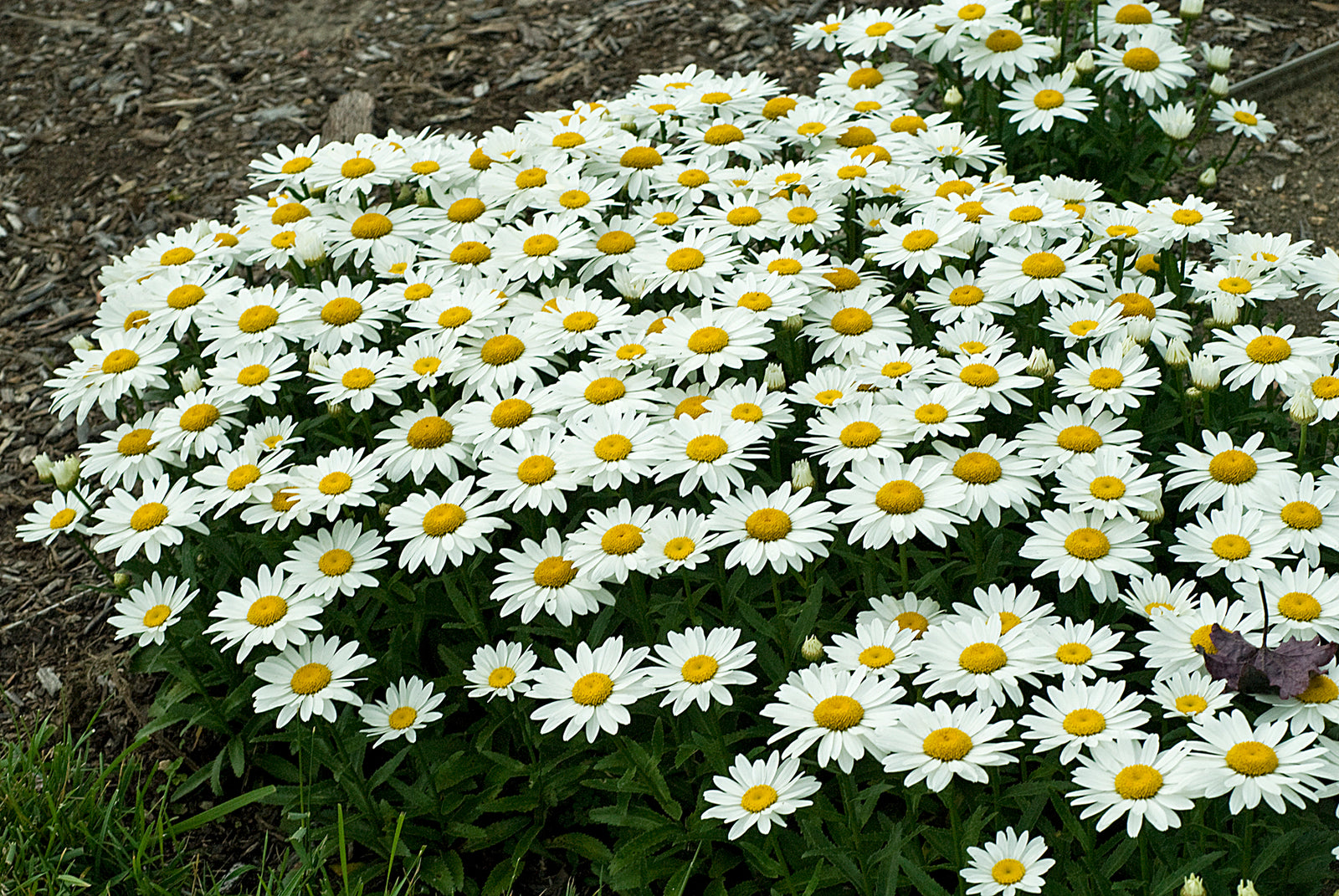 Leucanthemum x superbum 'Snowcap' (shasta daisy), entire plant in bloom.