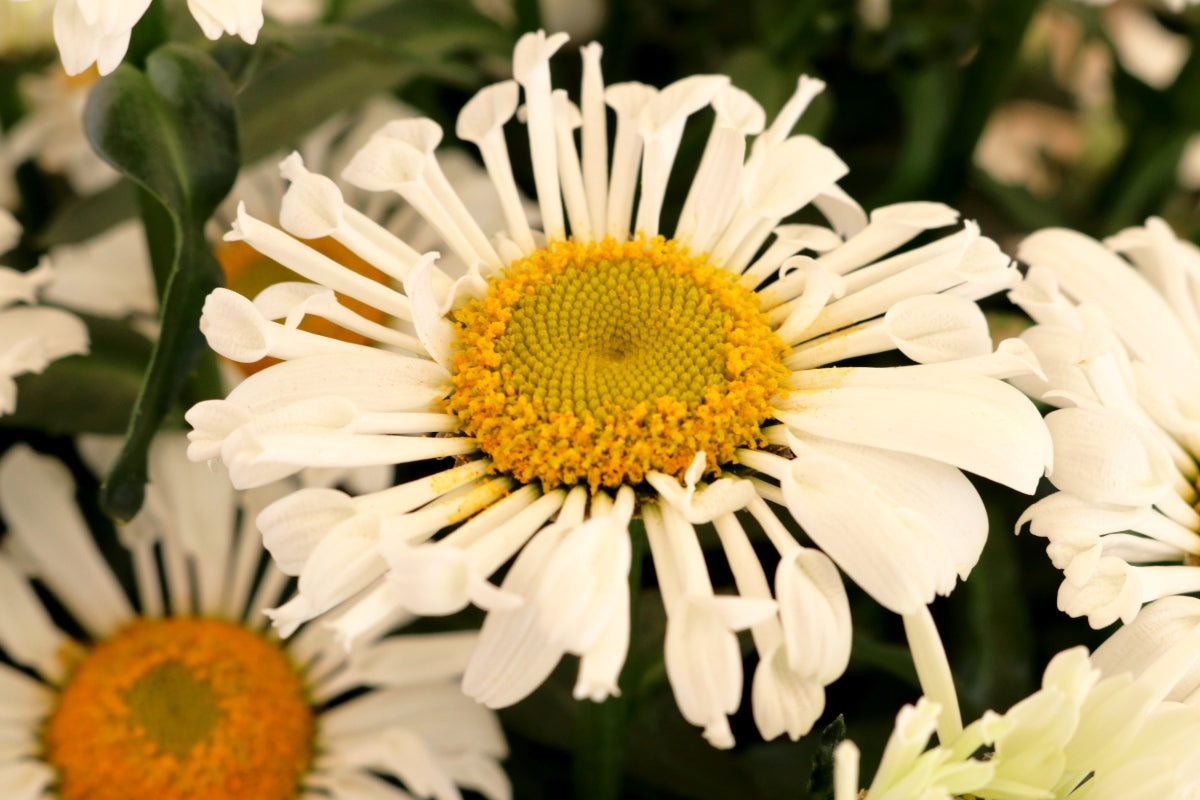 Leucanthemum x superbum 'Sophie' (shasta daisy), close-up of flower.
