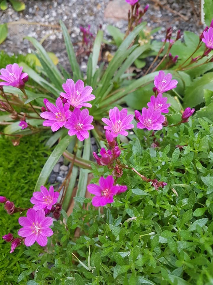 Lewisia CONSTANT Comment (bitterroot), close-up of flowers.