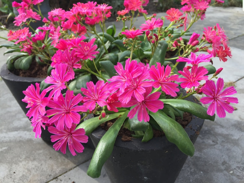 Lewisia 'Elise Ruby Red' (bitterroot), entire plant in bloom.