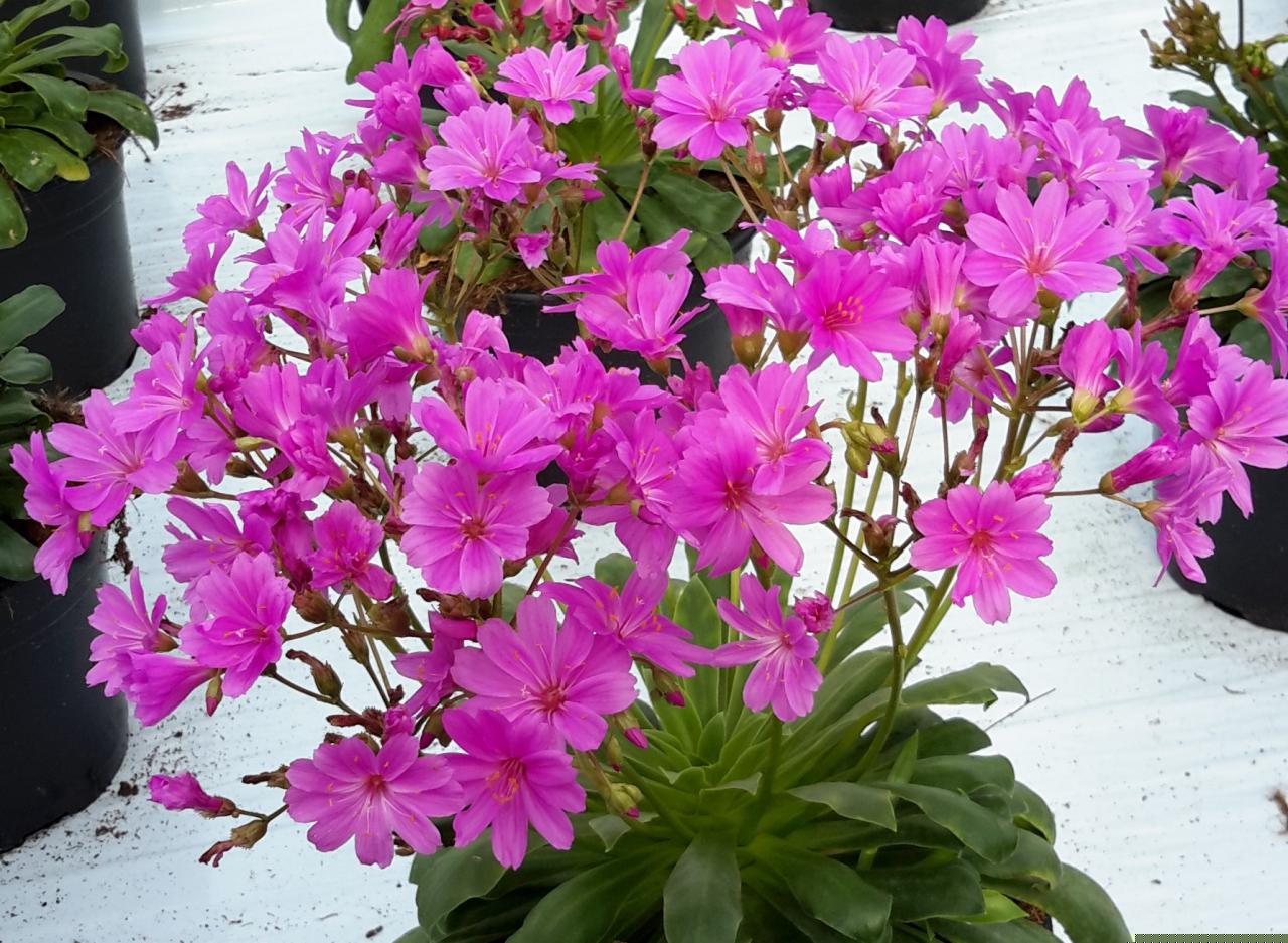 Lewisia 'Elise Ultraviolet' (bitterroot), entire plant in bloom.