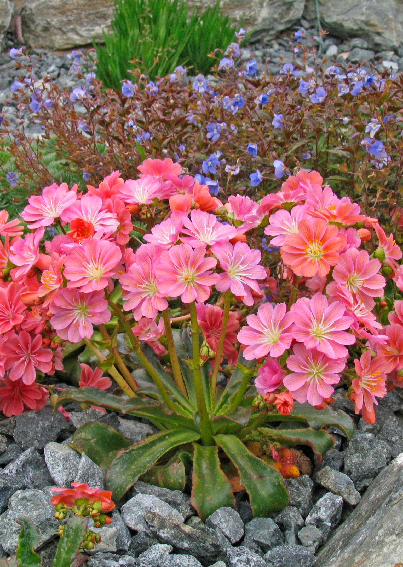 Lewisia longipetala 'Little Plum' (bitterroot), entire plant in bloom.